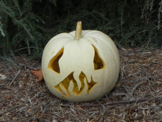 White Fire, Nipomo Pumpkin Patch best carving idea